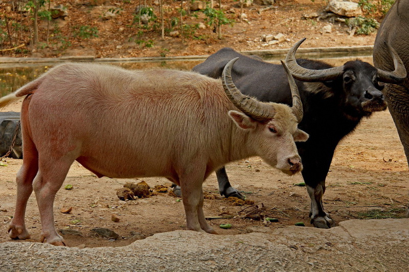 Thailand, Pattaya, Khao Kheow Open Zoo